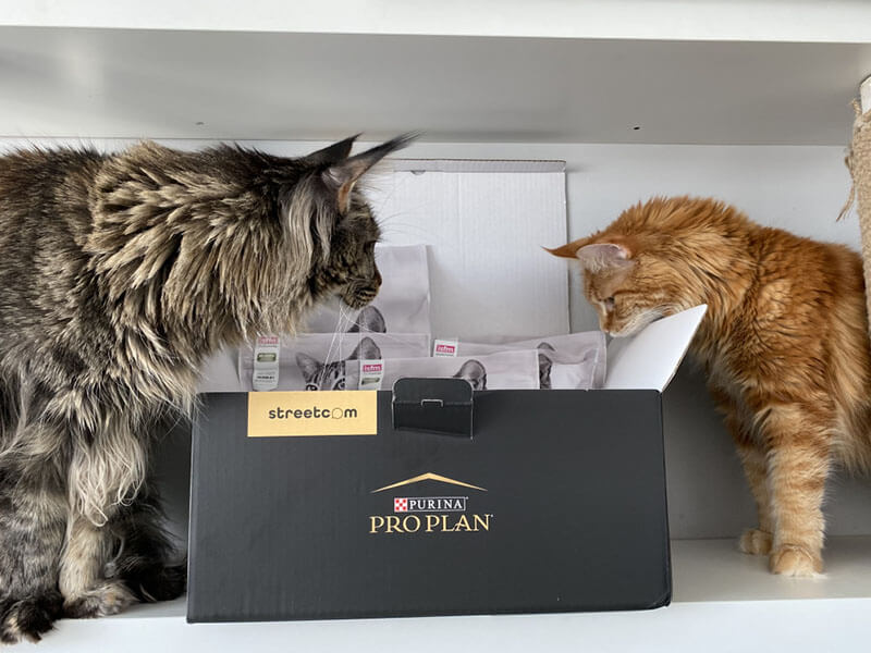 Purina Pro Plan Zdjęcie przedstawia dwa koty zaglądające do pudełka z karmą
