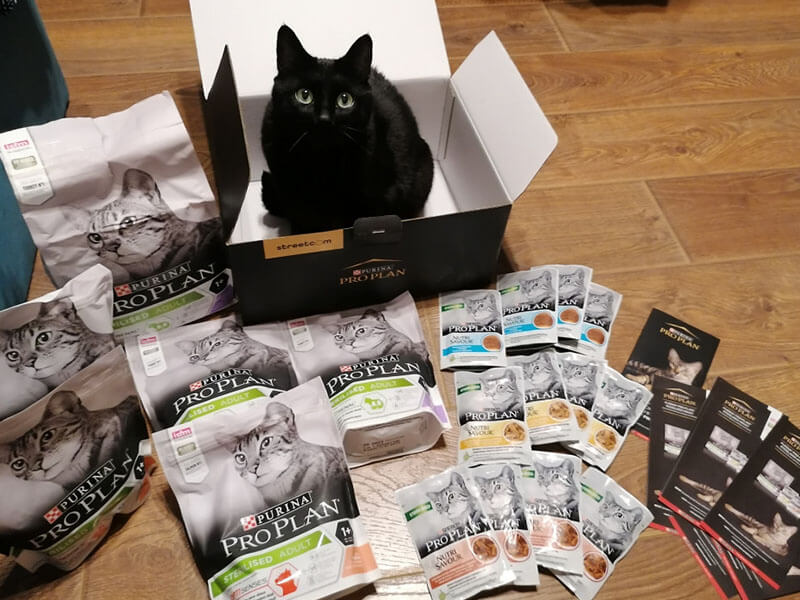 Purina Pro Plan Zdjęcie przedstawia czarnego kota w pudełku
