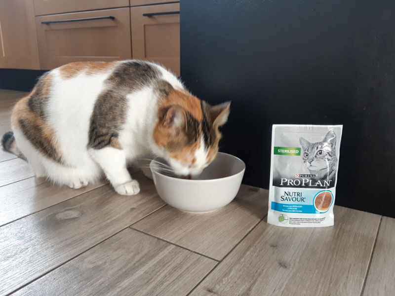 Purina Pro Plan Cat Streetcom Zdjecie przedstawia kota jedzącego karmę z miski